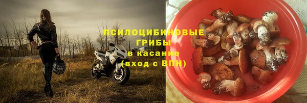 индика Белокуриха
